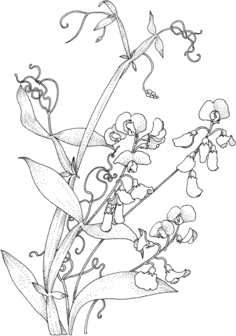 Sweet Pea Vine Coloring Page